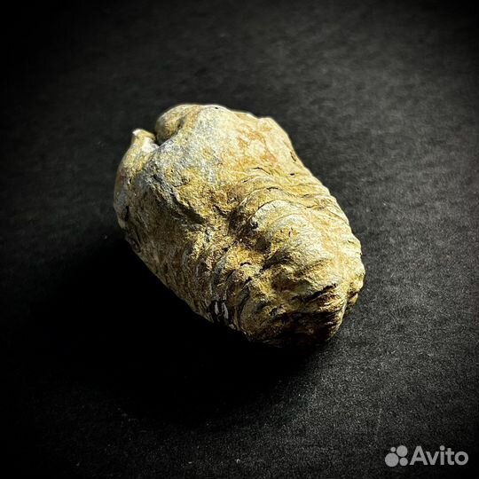 Трилобит окаменелость ископаемое