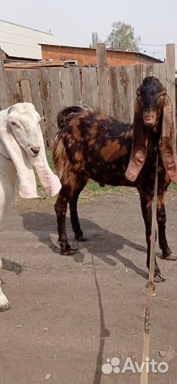 Козлята и козы Камори