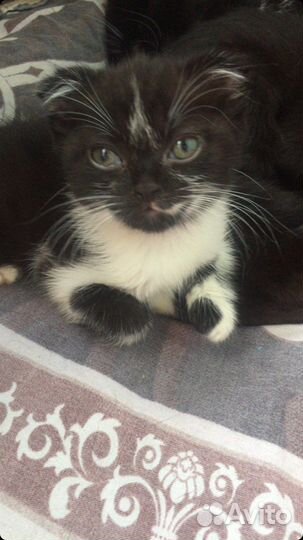 Котенок Плюша