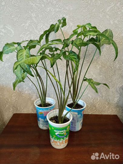 Сингониум Сансевиерия