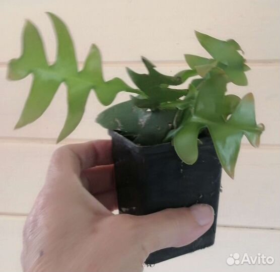 Комнатные растения