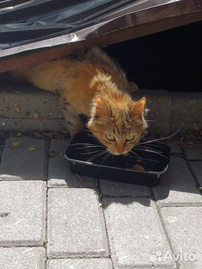 Найдена кошка