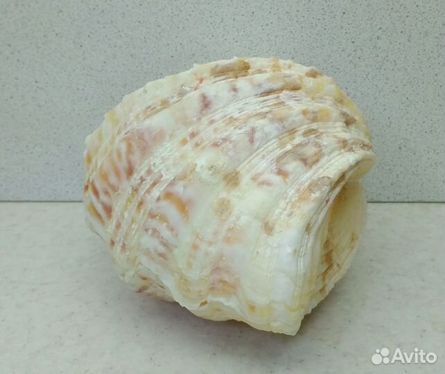 Чайна Клам 14,3*10,5 морская ракушка раковина