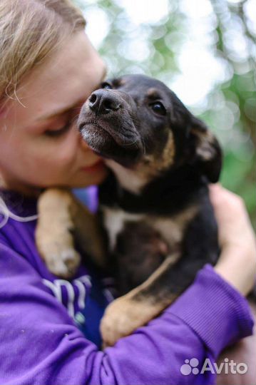 Собачка Дива