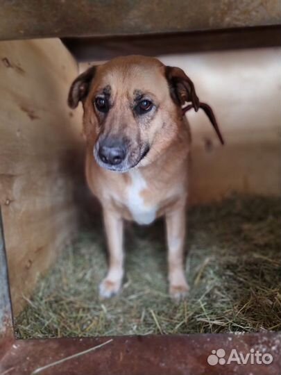 Булочка мечтает о теплом уголке.Спасите собаку