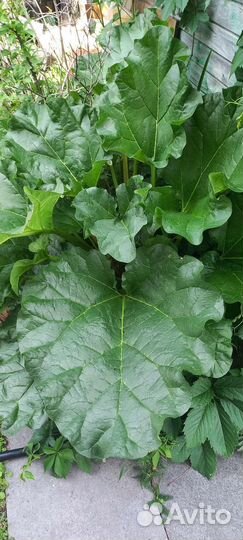 Ревень стебли/корень/рассада