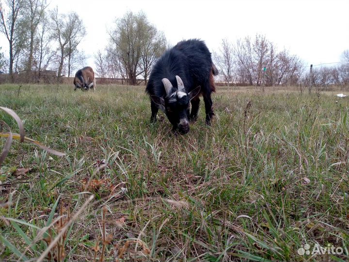 Козы дойные