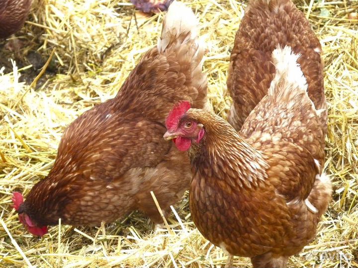 Куры несушки