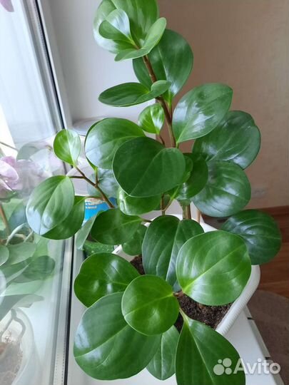 Пеперомия черенки