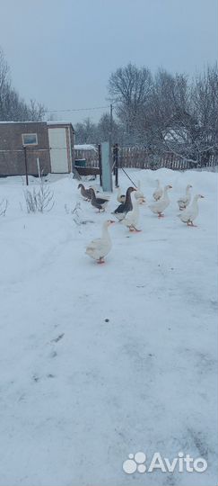 Гусь и петуха