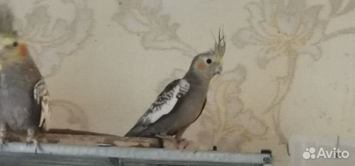 Попугай корелла птенец