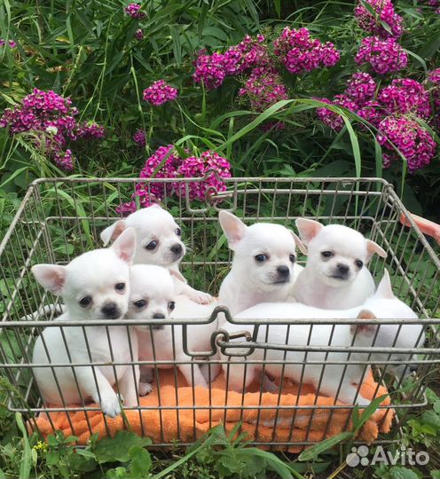 Красивые малыши щенки чихуахуа