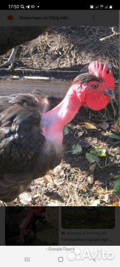 Молодые петушки с яйца из генофонда