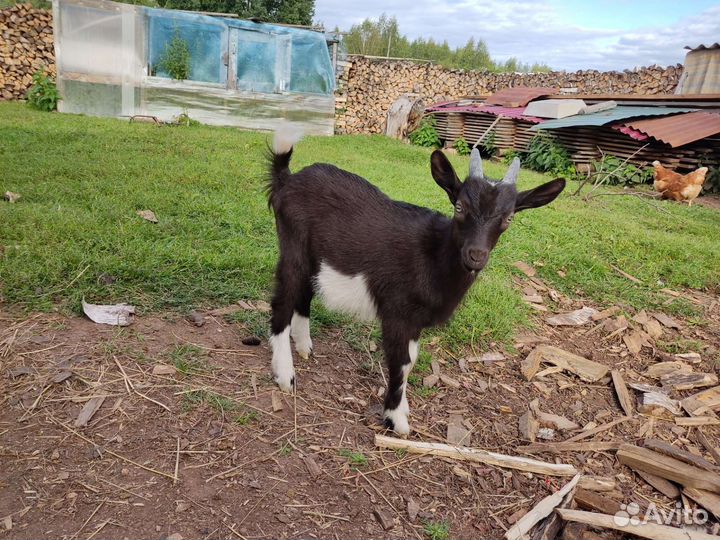 Альпийские козлята