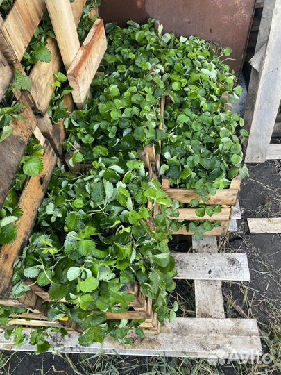 Рассада клубники