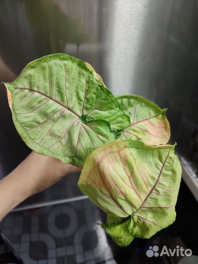 Сингониум орм тонг вар