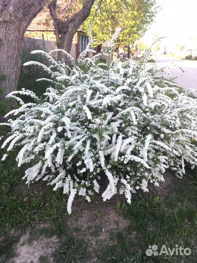 Спирея серая