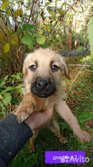 Щенки лайки