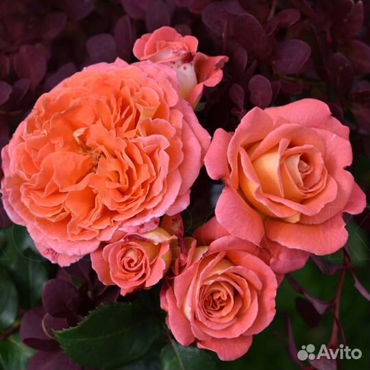 Роза шраб Мами Дитьер 4 л