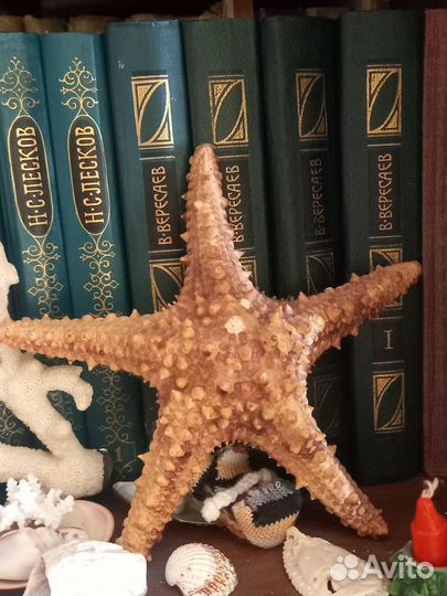 Ветка коралла, морская звезда, краб, ракушка