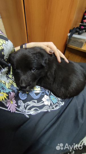 Щенок в добрые руки