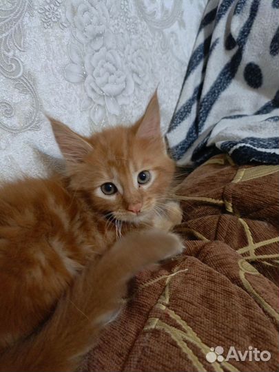 Продам котят мейн кун