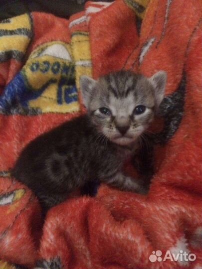 Котенок в добрые руки