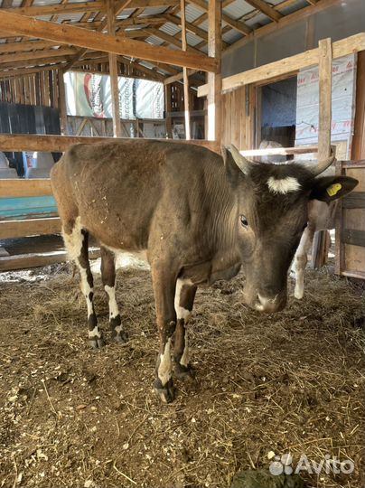 Коровы и телки