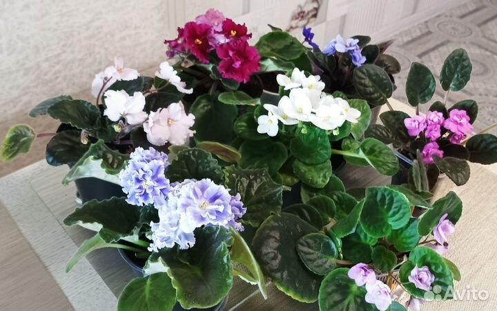 Фиалки листы, детки, цветущие можно почтой