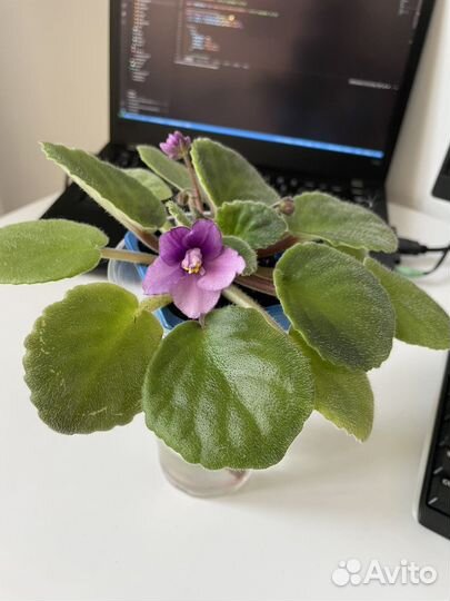 Фиалка обмен