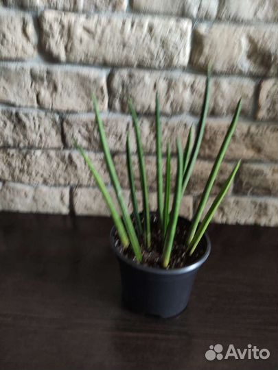 Сансевиерия Цилиндрика