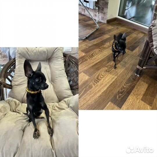 Той-терьер щенки мини