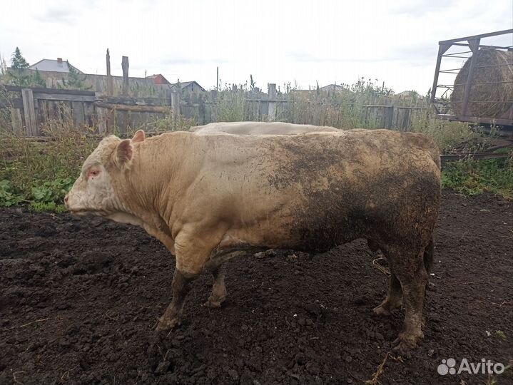 Продам телочку