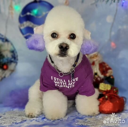 Стрижка собак.Грумер Марта. УЗ чистка зубов