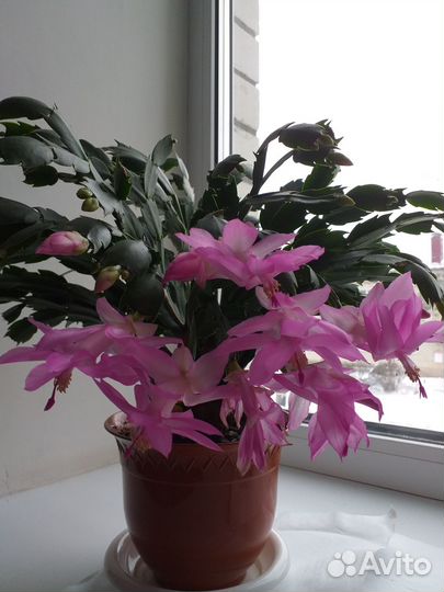 Сегменты сортовых декабристов