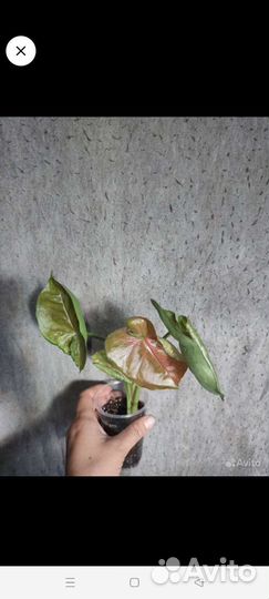 Сингониумы клубничный лёд, серый призрак, триколор