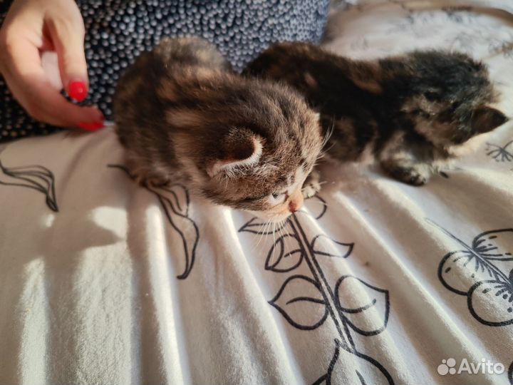 Котята Курильский бобтейл
