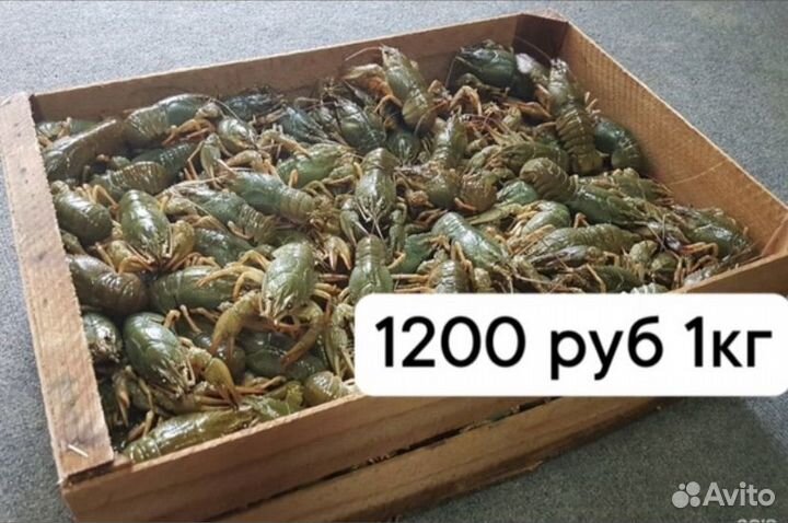 Раки живые