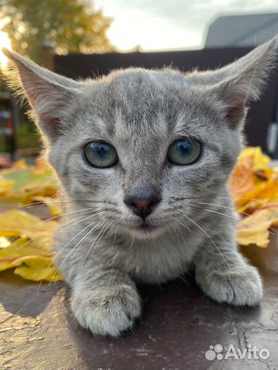 Отдам котёнка в добрые руки