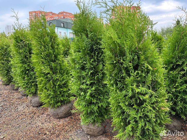 Туя Брабант