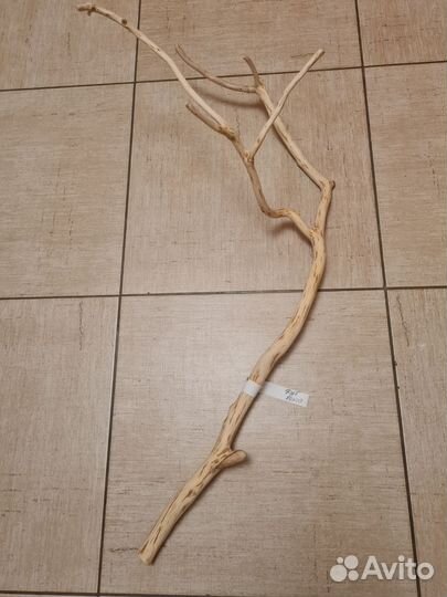 Ветки стволы дуб