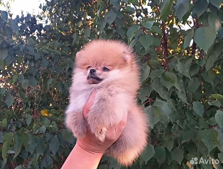 Померанский шпиц мини