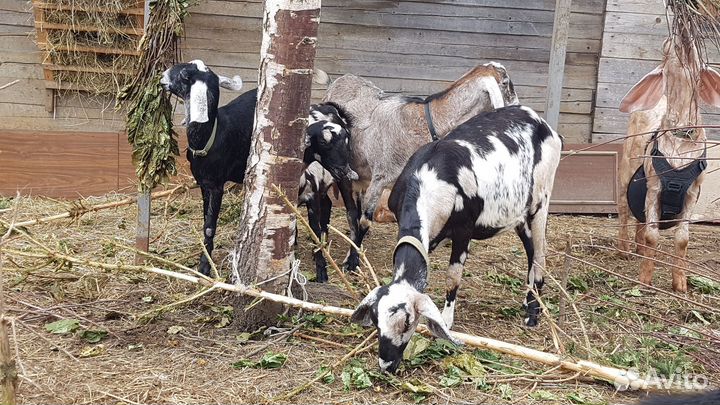 Англо-нубийские козы, козлы, чистопородные