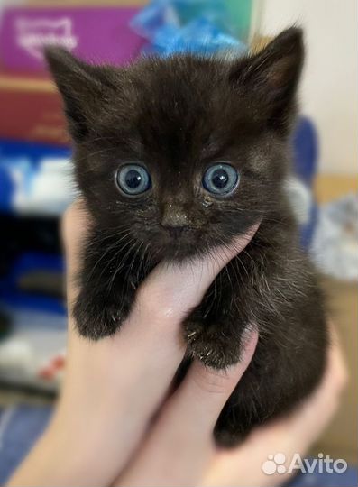 Котята в добрые руки бесплатно
