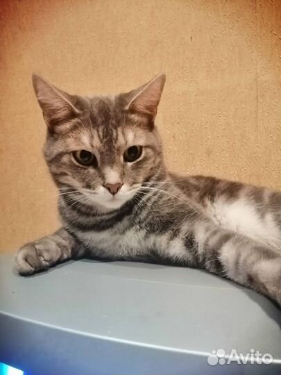 Кот