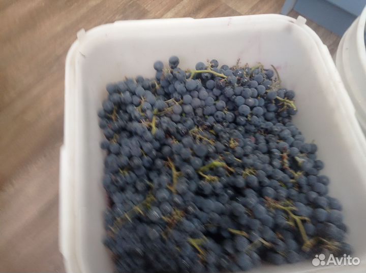 Винный виноград 50 р. кило