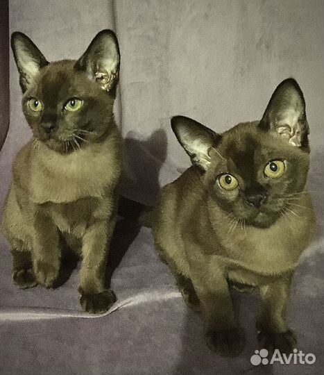 Европейская Бурма - котята