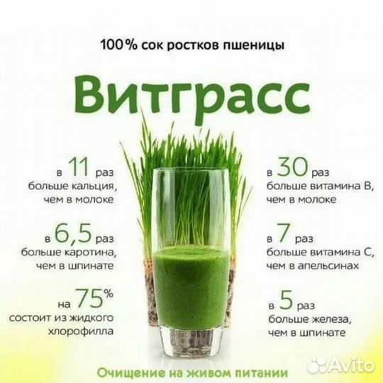 Витграсс, источник бодрости