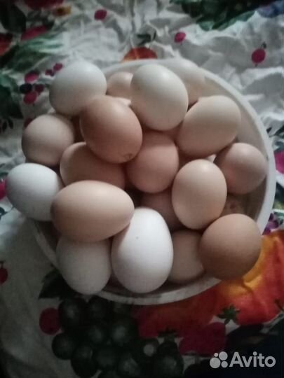 Домашние куриные яйца