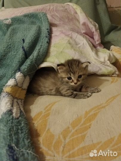Котята отдам в добрые руки бесплатно